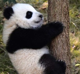 别再跟团跑了，我在四川试了把定制旅游，结果真香