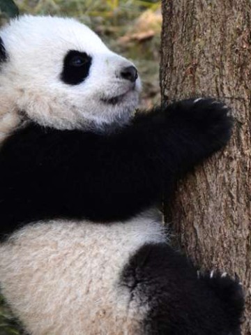 四川4天自由行最佳路线，在川西的云端与烟火间穿行