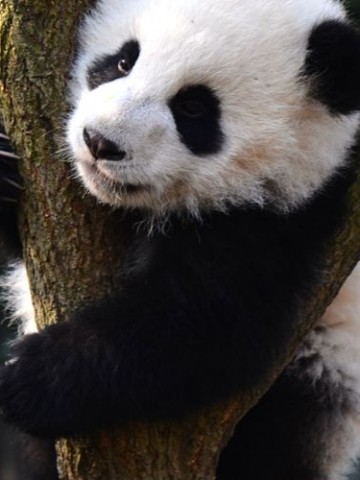 四川，一个来了就不想走的地方，到底藏着多少种玩法？