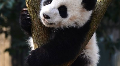 四川旅行，到底要花多少钱？算完这笔账我沉默了…