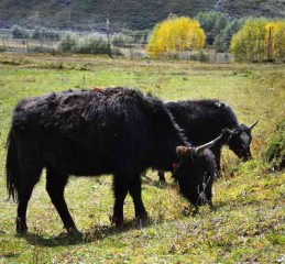 四川，不止火锅和熊猫！这7个被严重低估的秘境，藏着中国最极致的山水与人间