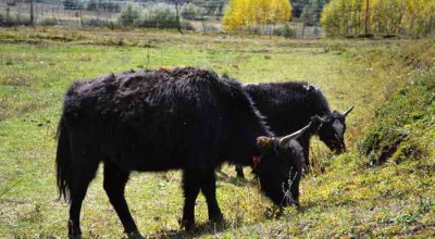 四川，不止火锅和熊猫！这7个被严重低估的秘境，藏着中国最极致的山水与人间