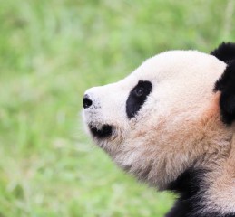 宝鸡出发，穿秦岭入蜀地，一份不赶路的四川漫游指南