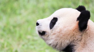 四川，一个去了就不想走的地方