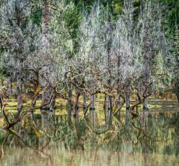 成都5日慢行记，火锅、熊猫与巴适时光