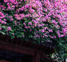 四川乡村，远不止火锅和熊猫，那些被遗忘在褶皱里的桃花源