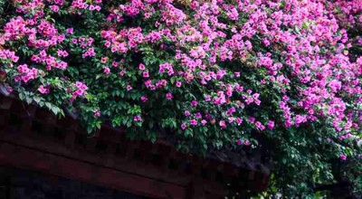 四川72小时，一场与麻辣山水的不完全和解