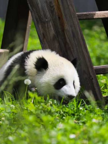 四川，一个来了就不想走的地方，到底藏着多少惊喜？