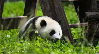 四川，不止麻辣与熊猫—那些被宣传片忽略的人间烟火