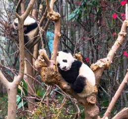 四川，不止火锅和熊猫！这20个地方去完才算没白来