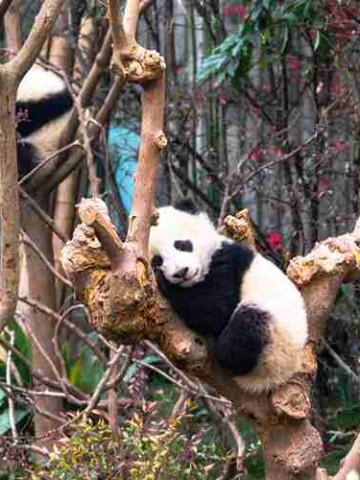 四川古城，那些被时光遗忘的烟火气