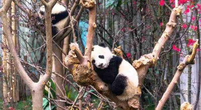 别查地图了，四川没有德州扒鸡，但有个地方藏着比扒鸡更上头的风景